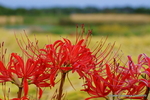 DSC00445-1.JPG