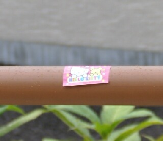 キティちゃんでした