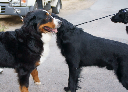 DSC04265.JPG