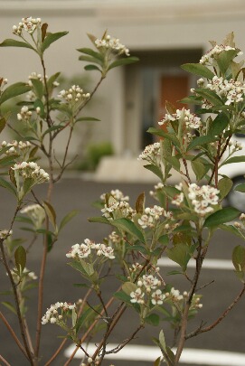 チョークベリーの白い花
