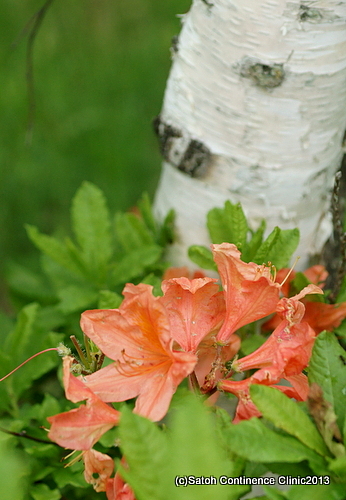 DSC09679.JPG