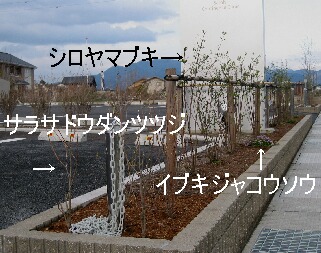 シロヤマブキを剪定